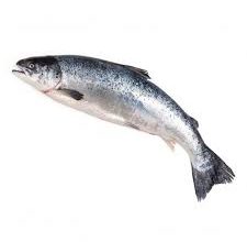 Photo of تو فکر راه اندازی پرورش ماهی قزل الا هستید ؟