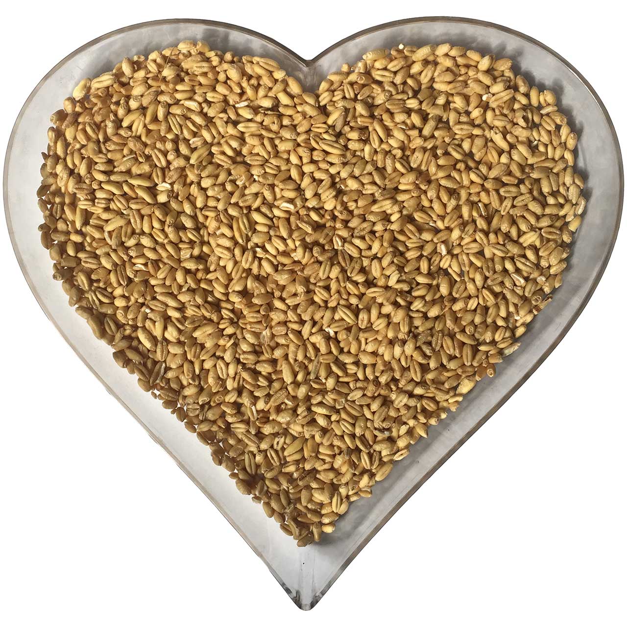 چگونه گندم سبز کنیم؟